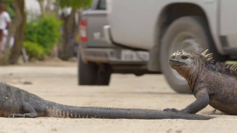 BBC纪录片《自然世界:加拉帕戈斯群岛的变化 Natural World: Galapagos – Islands Of Change 2015》英语中英双字 1080P/MP4/932M 加拉帕戈斯群岛插图3 BBC纪录片《自然世界:加拉帕戈斯群岛的变化 Natural World: Galapagos – Islands Of Change 2015》英语中英双字 1080P/MP4/932M 加拉帕戈斯群岛插图3