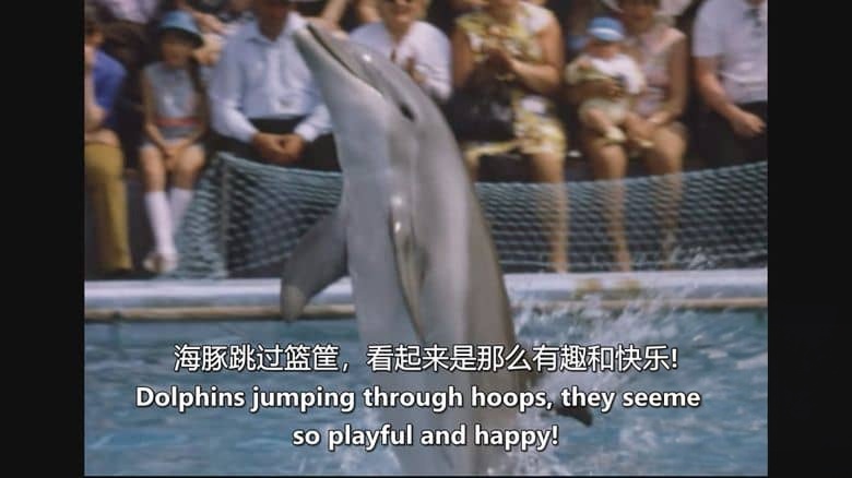 RTE纪录片《海豚：海洋奇观 Dolphins: Wonders of the Ocean 2025》英语中英双字 无水印纯净版 1080P/MKV/2.17G 海豚纪录片插图1
