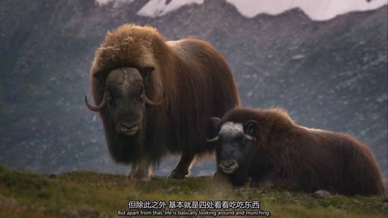 德国纪录片《我们的北海 Secrets of the North Sea 2013》英语中英双字 1080P/MP4/2.51G 北欧北海水域插图4