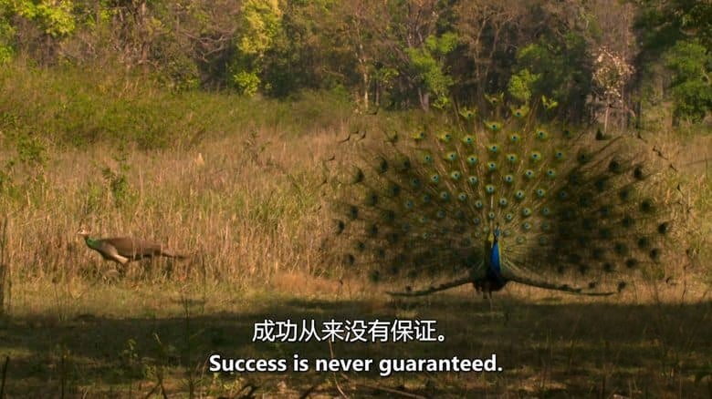 BBC纪录片《地球四季 Earth’s Great Seasons 2020》全4集 英语中英双字 无水印纯净版 1080P/MKV/12.5G 地球四季插图1