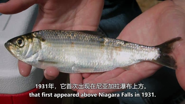 美国纪录片《偷鱼贼：五大湖之谜 The Fish Thief: A Great Lakes Mystery 2025》英语中英双字 无水印纯净版 1080P/MKV/4.88G 淡水生态插图6