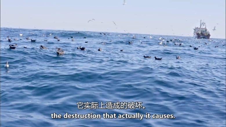 加拿大纪录片《海洋冒险家 Ocean Adventurer 2016》全2集 英语中英双字 无水印纯净版 1080P/MKV/5.52G 海洋生态插图2 加拿大纪录片《海洋冒险家 Ocean Adventurer 2016》全2集 英语中英双字 无水印纯净版 1080P/MKV/5.52G 海洋生态插图2