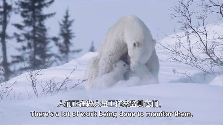 英国纪录片《史蒂夫·巴克肖的皇家北极挑战 Steve Backshall’s Royal Arctic Challenge 2025》英语中英双字 无水印纯净版 1080P/MKV/1.5G 北极探险插图9
