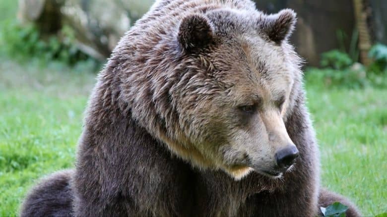 意大利纪录片《野性意大利:顶级掠食者 Wild Italy:Top Predators 2014》第一季全6集 英语中英双字 无水印纯净版 1080P/MKV/16.3G 野性意大利插图4 意大利纪录片《野性意大利:顶级掠食者 Wild Italy:Top Predators 2014》第一季全6集 英语中英双字 无水印纯净版 1080P/MKV/16.3G 野性意大利插图4