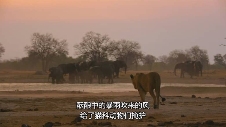 迪士尼纪录片《万象之家 Elephant 2020》多国语言多国字幕 无水印纯净版 720P/MKV/8.14G 大象迁徙插图5 迪士尼纪录片《万象之家 Elephant 2020》多国语言多国字幕 无水印纯净版 720P/MKV/8.14G 大象迁徙插图5
