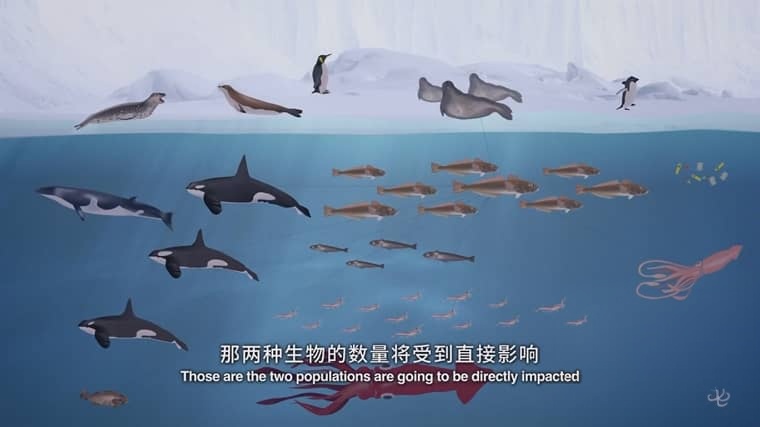新西兰纪录片《最后的海洋 The Last Ocean 2012》英语中英双字 1080P/MP4/1.49G 南极洲罗斯海插图1