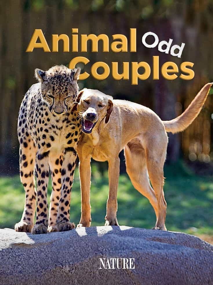 PBS纪录片《奇特的动物伙伴 Animal Odd Couples 2013》英语中英双字 无水印纯净版 1080P/MKV/4.57G 怪异动物伴侣插图