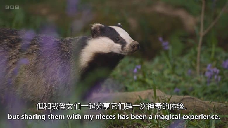BBC纪录片《隐秘野性群岛 Hamza’s Hidden Wild Isles 2025》全4集 英语中英双字 无水印纯净版 1080P/MKV/8.85G 英国鲜为人知的岛屿插图1 BBC纪录片《隐秘野性群岛 Hamza’s Hidden Wild Isles 2025》全4集 英语中英双字 无水印纯净版 1080P/MKV/8.85G 英国鲜为人知的岛屿插图1