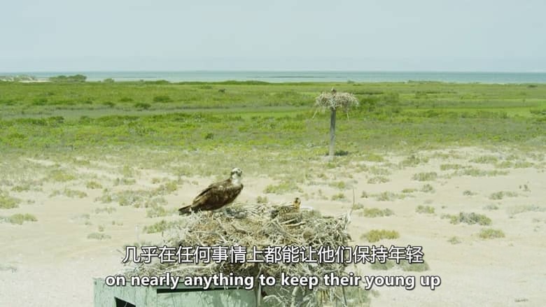 美国纪录片《狂野太平洋 The Wild Pacific 2016》英语中英双字 无水印纯净版 1080P/MKV/4.81G 太平洋生态插图3