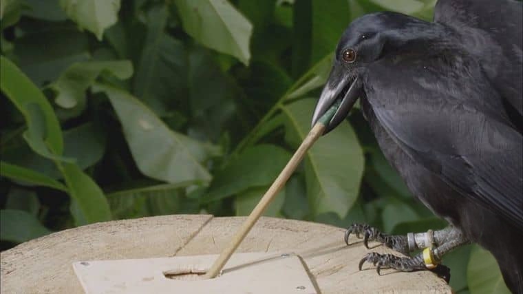 德国纪录片《喙与脑：使用工具的鸟类 Beak and Brain: Genius Birds from Down Under 2013》英语中英双字 1080P/MP4/1.44G 聪明的鸟类插图2