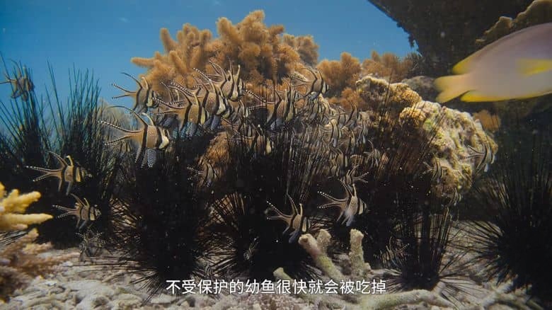 BBC纪录片《宝贝星球 Parenthood 2025》全6集 国语中字 无水印纯净版 4K超清/2160P/MP4/16.9G 动物宝宝插图3
