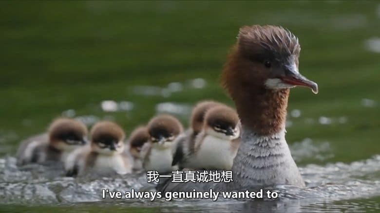 BBC纪录片《赏春 Springwatch 2025》全12集 英语中英双字 无水印纯净版 1080P/MKV/22.48GB 英伦春日插图1