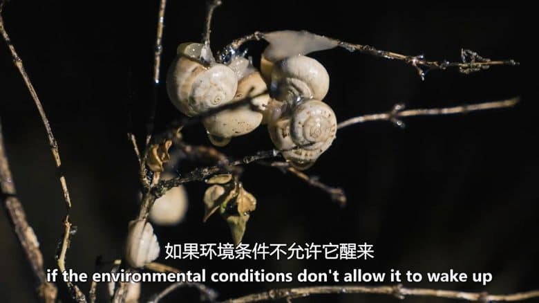美国纪录片《濒临死亡:冬眠 Close to Death: Hibernation 2015》英语中英双字 无水印纯净版 1080P/MKV/2.34G 动物冬眠插图2 美国纪录片《濒临死亡:冬眠 Close to Death: Hibernation 2015》英语中英双字 无水印纯净版 1080P/MKV/2.34G 动物冬眠插图2