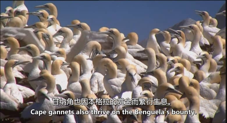 英国纪录片《纳马夸兰：非洲沙漠花园 Namaqualand：Africa’s Desert Garden 2005》英语中英双字 无水印纯净版 1080P/MKV/3.32G 非洲沙漠花园插图7