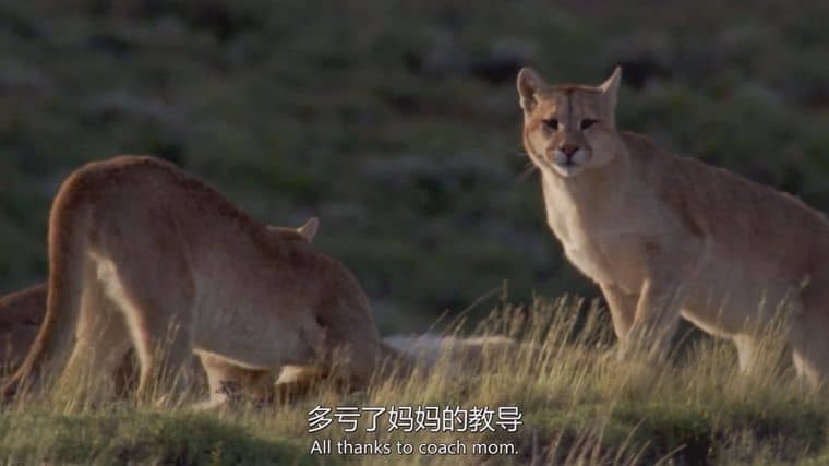 国家地理《对战美洲狮 Man vs. Puma 2018》英语中英双字 1080P/MP4/1.87G 美洲狮插图6 国家地理《对战美洲狮 Man vs. Puma 2018》英语中英双字 1080P/MP4/1.87G 美洲狮插图6