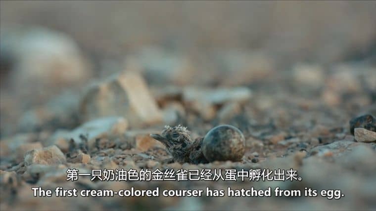 德国纪录片《探索加那利群岛 The Canary Islands 2016》全2集 英语中英双字 无水印纯净版 1080P/MKV/5.15G 加那利群岛插图7 德国纪录片《探索加那利群岛 The Canary Islands 2016》全2集 英语中英双字 无水印纯净版 1080P/MKV/5.15G 加那利群岛插图7