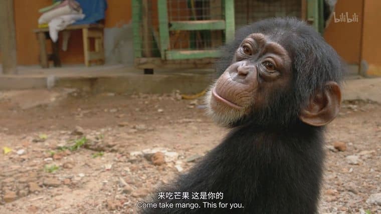 国家地理《黑猩猩学院 Chimp School 2016》英语中英双字 1080P/MP4/1.9G 塞拉利昂黑猩猩插图7