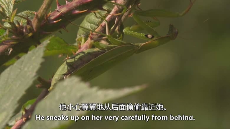德国纪录片《螳螂:欺骗大师 Mantises:Masters of Deception 2019》英语中英双字 无水印纯净版 1080P/MKV/1.79G 螳螂纪录片插图3 德国纪录片《螳螂:欺骗大师 Mantises:Masters of Deception 2019》英语中英双字 无水印纯净版 1080P/MKV/1.79G 螳螂纪录片插图3