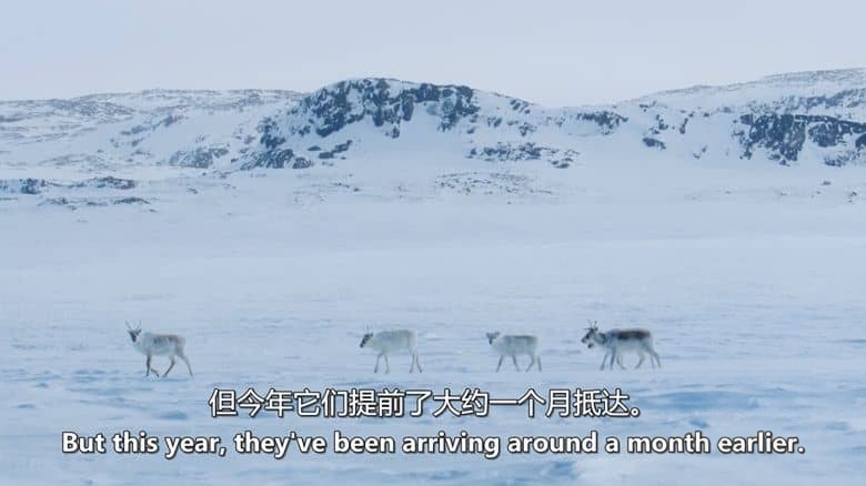英国纪录片《史蒂夫·巴克肖的皇家北极挑战 Steve Backshall’s Royal Arctic Challenge 2025》英语中英双字 无水印纯净版 1080P/MKV/1.5G 北极探险插图8