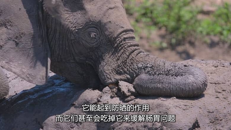 迪士尼纪录片《万象之家 Elephant 2020》多国语言多国字幕 无水印纯净版 720P/MKV/8.14G 大象迁徙插图3 迪士尼纪录片《万象之家 Elephant 2020》多国语言多国字幕 无水印纯净版 720P/MKV/8.14G 大象迁徙插图3