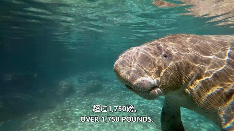 加拿大纪录片《荒野四季 Seasons of the Wild 2015》全2集 英语中英双字 无水印纯净版 1080P/MKV/6.39G 四季仙境插图4