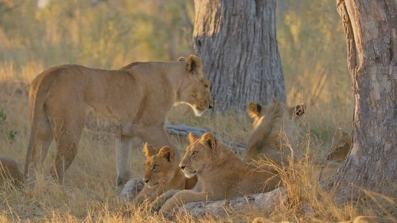 BBC纪录片《大猫全实录 Big Cats 24/7 2025》第二季全3集 英语中英双字 无水印纯净版 1080P/MKV/10.6G 猫科动物插图4 BBC纪录片《大猫全实录 Big Cats 24/7 2025》第二季全3集 英语中英双字 无水印纯净版 1080P/MKV/10.6G 猫科动物插图4