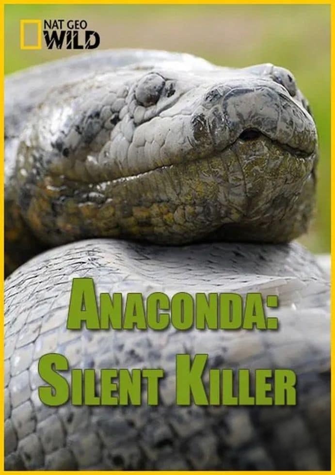 国家地理《蟒蛇：沉默杀手 Anaconda: Silent Killer 2014》英语中英双字 4K超清/2160P/MP4/1.49G 蟒蛇纪录片插图
