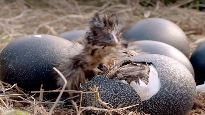 美国纪录片《澳洲野鸟 Wild Birds of Australia 2016》全4集 英语中英双字 无水印纯净版 1080P/MKV/7G 澳大利亚鸟类插图2 美国纪录片《澳洲野鸟 Wild Birds of Australia 2016》全4集 英语中英双字 无水印纯净版 1080P/MKV/7G 澳大利亚鸟类插图2