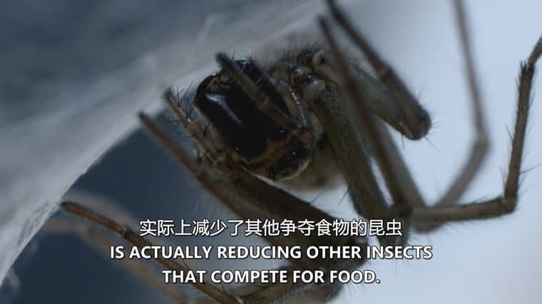 探索频道《害虫入侵！Infested! 2011》全3集 英语中英双字 无水印纯净版 1080P/MKV/6.35G 昆虫入侵插图2