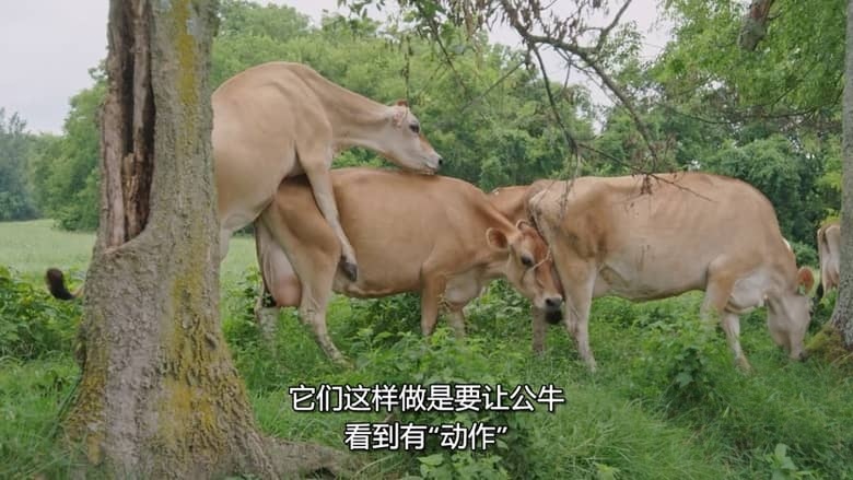 国家地理《哈彻家的奶牛农场 The Hatcher Family Dairy 2021》全8集 多国语言多国字幕 无水印纯净版 720P/MKV/16.2G 农场纪录片插图4 国家地理《哈彻家的奶牛农场 The Hatcher Family Dairy 2021》全8集 多国语言多国字幕 无水印纯净版 720P/MKV/16.2G 农场纪录片插图4