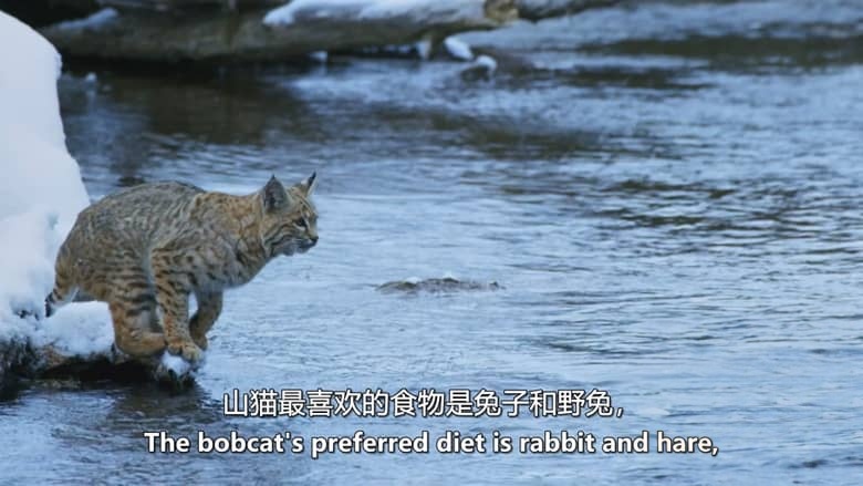 BBC纪录片《雪地动物 Snow Animals 2019》英语中英双字 无水印纯净版 1080P/MKV/1.03G 雪地动物插图4 BBC纪录片《雪地动物 Snow Animals 2019》英语中英双字 无水印纯净版 1080P/MKV/1.03G 雪地动物插图4