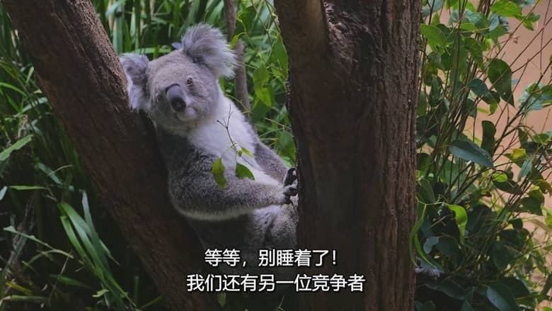 国家地理《动物大对决 Animal Showdown 2018》全6集 多国语言多国字幕 无水印纯净版 720P/MKV/1.13G 动物短片插图2