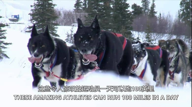 探索频道《地球上最艰难的比赛 Iditarod Toughest Race on Earth：Iditarod 2008》全6集 英语中英双字 无水印纯净版 1080P/MKV/22.1G 穿越阿拉斯加荒野插图4