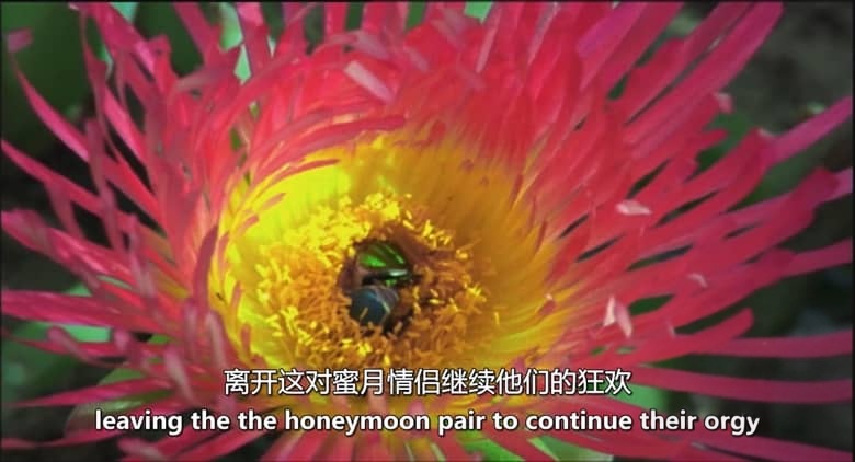 英国纪录片《纳马夸兰：非洲沙漠花园 Namaqualand：Africa’s Desert Garden 2005》英语中英双字 无水印纯净版 1080P/MKV/3.32G 非洲沙漠花园插图4