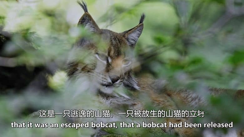 美国纪录片《神秘生物:山羊人 Cryptid: Goatman 2025》英语中英双字 无水印纯净版 1080P/MKV/1.42G 神秘生物插图2 美国纪录片《神秘生物:山羊人 Cryptid: Goatman 2025》英语中英双字 无水印纯净版 1080P/MKV/1.42G 神秘生物插图2