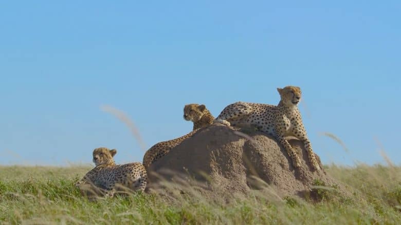 国家地理《摄影师伯蒂与猎豹零距离 Cheetahs Up Close with Bertie Gregory 2026》英语多国字幕 无水印纯净版 1080P/MKV/832M 塞伦盖蒂野生动物插图6 国家地理《摄影师伯蒂与猎豹零距离 Cheetahs Up Close with Bertie Gregory 2026》英语多国字幕 无水印纯净版 1080P/MKV/832M 塞伦盖蒂野生动物插图6