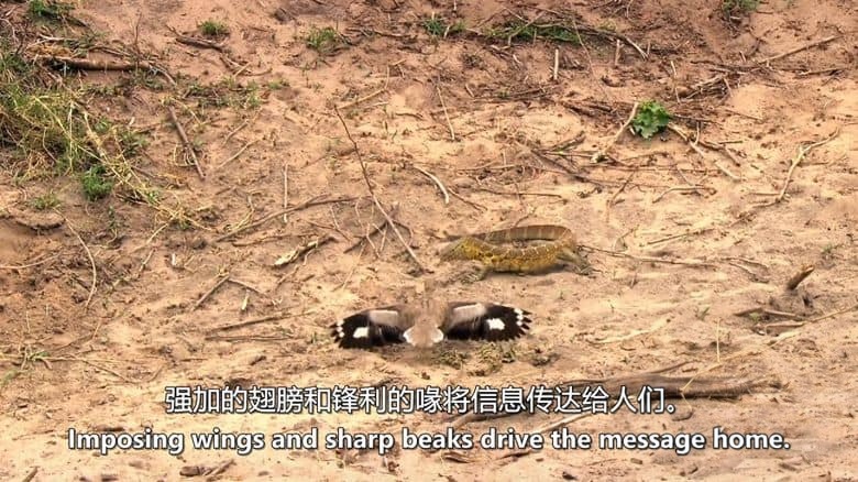 美国纪录片《致命游戏 Deadly Game 2016》全3集 英语中英双字 无水印纯净版 1080P/MKV/11.7G 掠食性动物插图3