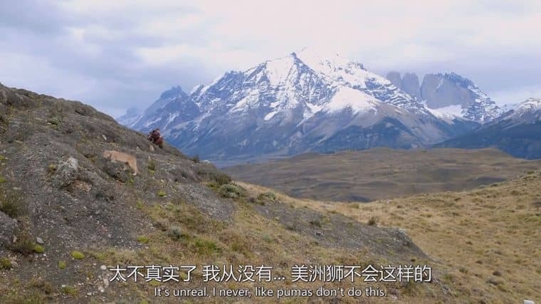 国家地理《对战美洲狮 Man vs. Puma 2018》英语中英双字 1080P/MP4/1.87G 美洲狮插图3 国家地理《对战美洲狮 Man vs. Puma 2018》英语中英双字 1080P/MP4/1.87G 美洲狮插图3