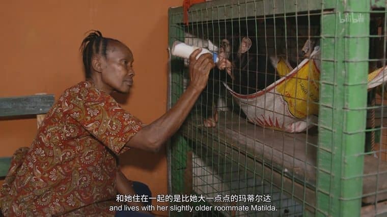 国家地理《黑猩猩学院 Chimp School 2016》英语中英双字 1080P/MP4/1.9G 塞拉利昂黑猩猩插图4