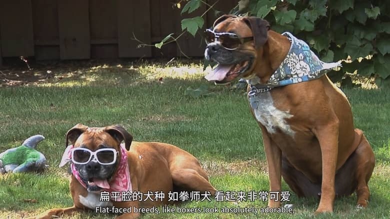 国家地理《狗狗体型之谜 How Dogs Got Their Shapes 2016》英语中英双字 1080P/MP4/1.89G 狗狗插图5 国家地理《狗狗体型之谜 How Dogs Got Their Shapes 2016》英语中英双字 1080P/MP4/1.89G 狗狗插图5
