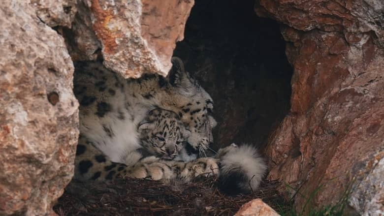 国产纪录片《雪豹和她的朋友们 Snow Leopards and Friends 2023》国语 4K超清/2160P/MP4/5.93G 高原雪豹插图6