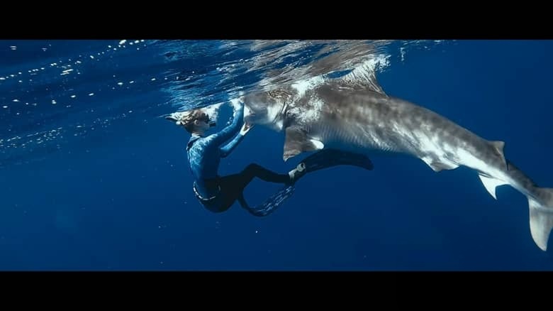 美国纪录片《鲨语者 Shark Whisperer 2025》英语多国字幕 无水印纯净版 1080P/MKV/3.57G 鲨鱼保护插图5 美国纪录片《鲨语者 Shark Whisperer 2025》英语多国字幕 无水印纯净版 1080P/MKV/3.57G 鲨鱼保护插图5