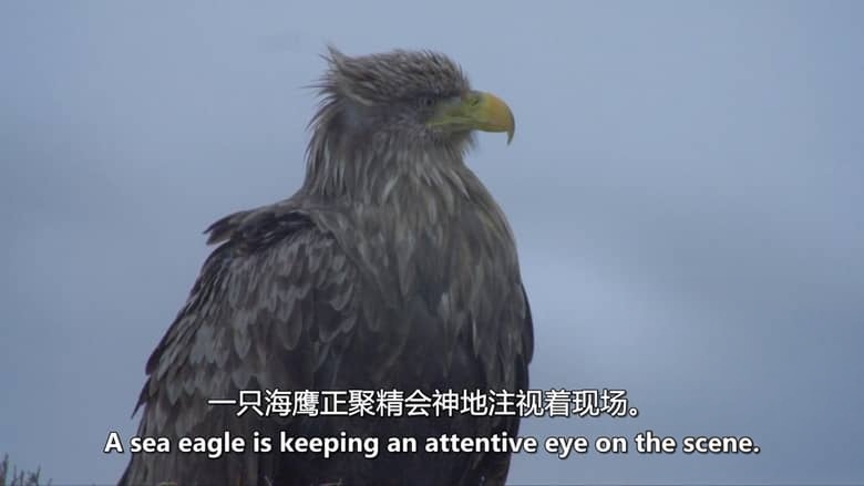 德国纪录片《山中之王:金雕 King of the Mountains:Golden Eagle 2015》英语中英双字 无水印纯净版 1080P/MKV/3.34G 金雕插图2 德国纪录片《山中之王:金雕 King of the Mountains:Golden Eagle 2015》英语中英双字 无水印纯净版 1080P/MKV/3.34G 金雕插图2