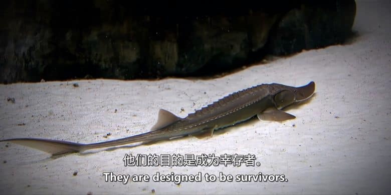 美国纪录片《濒危远古大鱼 Saving the Dinosaur Fish 2020》英语中英双字 无水印纯净版 1080P/MKV/2.94G 濒危鲟鱼插图2 美国纪录片《濒危远古大鱼 Saving the Dinosaur Fish 2020》英语中英双字 无水印纯净版 1080P/MKV/2.94G 濒危鲟鱼插图2