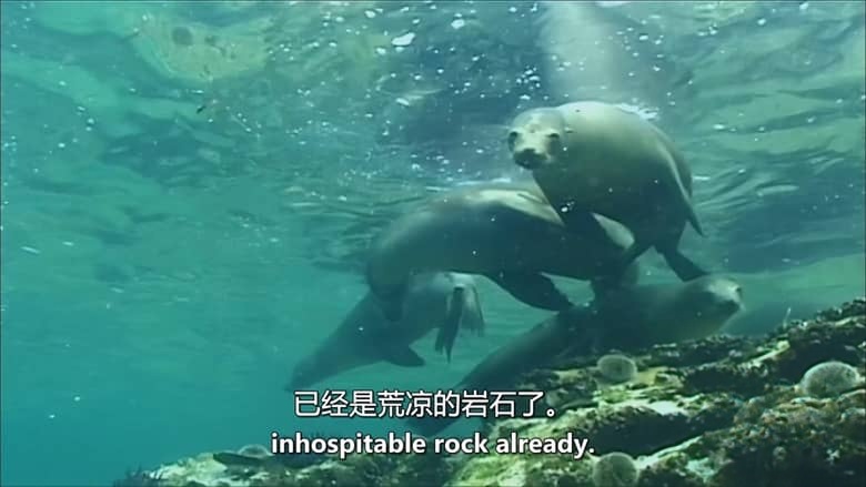 美国纪录片《巨人的领域：神秘的头足类动物 In the Realm of the Giants: Mysterious Cephalopods 2013》英语中英双字 无水印纯净版 1080P/MKV/3.17G 头足类动物插图2