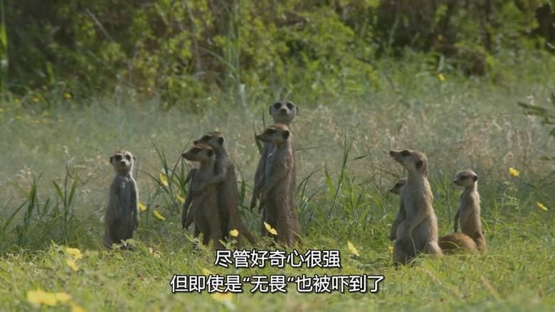 国家地理《非洲原野育成记 Born In Africa 2018》全3集 多国语言多国字幕 无水印纯净版 720P/MKV/7.59G 动物幼崽育成插图2 国家地理《非洲原野育成记 Born In Africa 2018》全3集 多国语言多国字幕 无水印纯净版 720P/MKV/7.59G 动物幼崽育成插图2