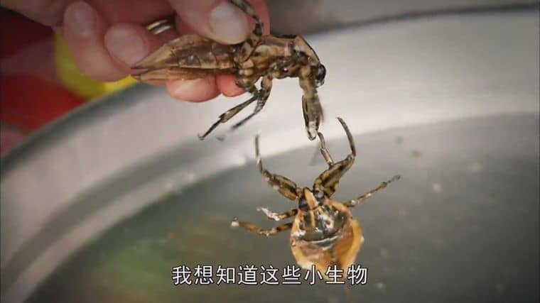 BBC纪录片《吃昆虫能拯救世界吗？Can Eating Insects Save the World? 2013》英语中字 1080P/MP4/986M 粮食危机插图2