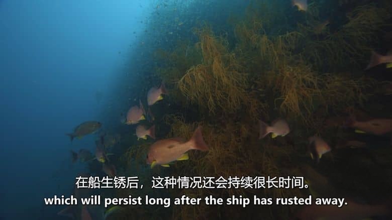 Sky纪录片《珊瑚之城 Coral City 2025》全4集 英语中英双字 无水印纯净版 1080P/MKV/11.2G 珊瑚城插图6 Sky纪录片《珊瑚之城 Coral City 2025》全4集 英语中英双字 无水印纯净版 1080P/MKV/11.2G 珊瑚城插图6