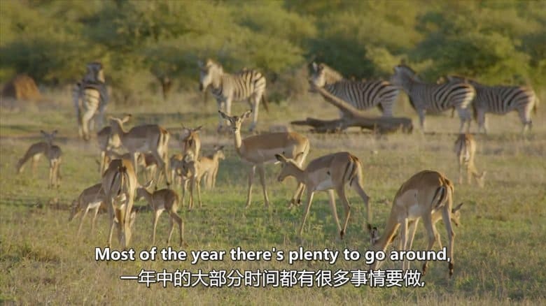 史密森尼频道《野性标志 Wildlife Icons 2015》全8集 英语中英双字 无水印纯净版 1080P/MKV/12.1G 非凡的野生动物插图7 史密森尼频道《野性标志 Wildlife Icons 2015》全8集 英语中英双字 无水印纯净版 1080P/MKV/12.1G 非凡的野生动物插图7