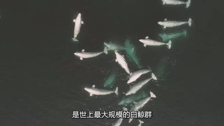 国家地理《北极熊王国 Kingdom of the Polar Bears 2021》全2集 多国语言多国字幕 无水印纯净版 720P/MKV/3.5G 北极熊插图5 国家地理《北极熊王国 Kingdom of the Polar Bears 2021》全2集 多国语言多国字幕 无水印纯净版 720P/MKV/3.5G 北极熊插图5